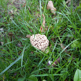 Morel 4"x4" Ceramic Handmade Tile -The only morel I have ever found