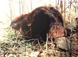 Beaver 2"x2" Ceramic Handmade Tile - source material