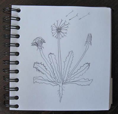 dandelion drawing